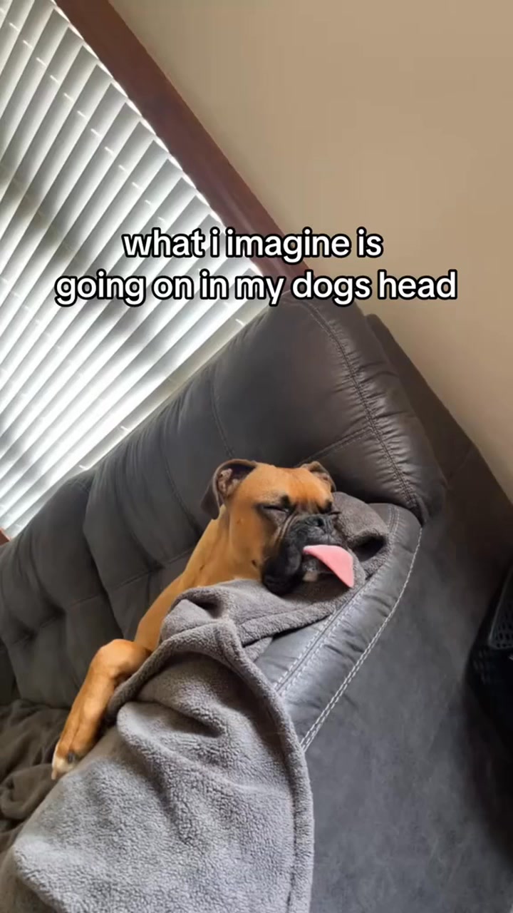 Him aint derpy at all though 🥹 #derp #boxerdog #boxerdogsoftiktok # ...