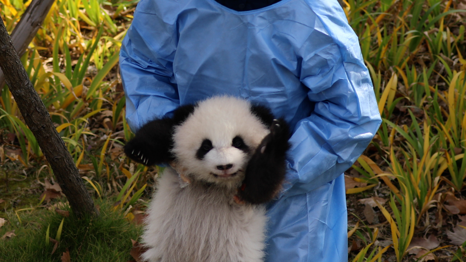 Here comes the little panda robot, running with all the awkward