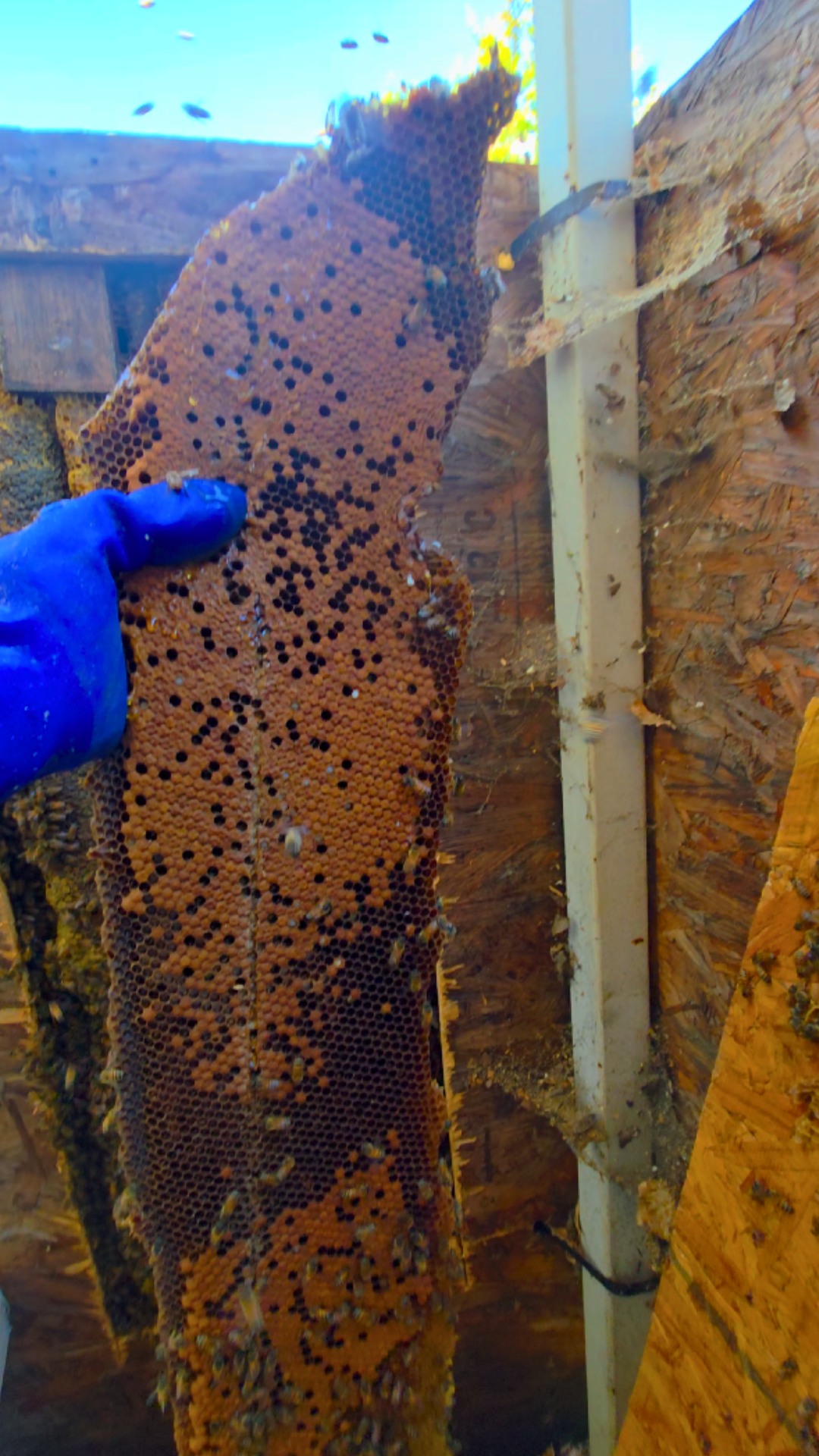 I had one of the loudest and biggest bee removals I’ve done yet here in ...