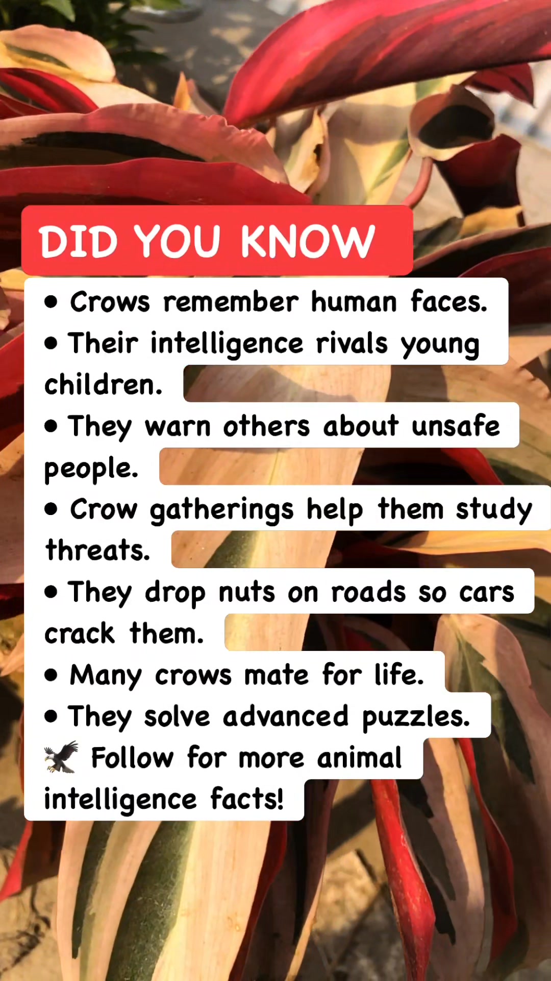 7 Genius Tricks Crows Use to Outsmart You#CrowIntelligence #BirdFacts # ...