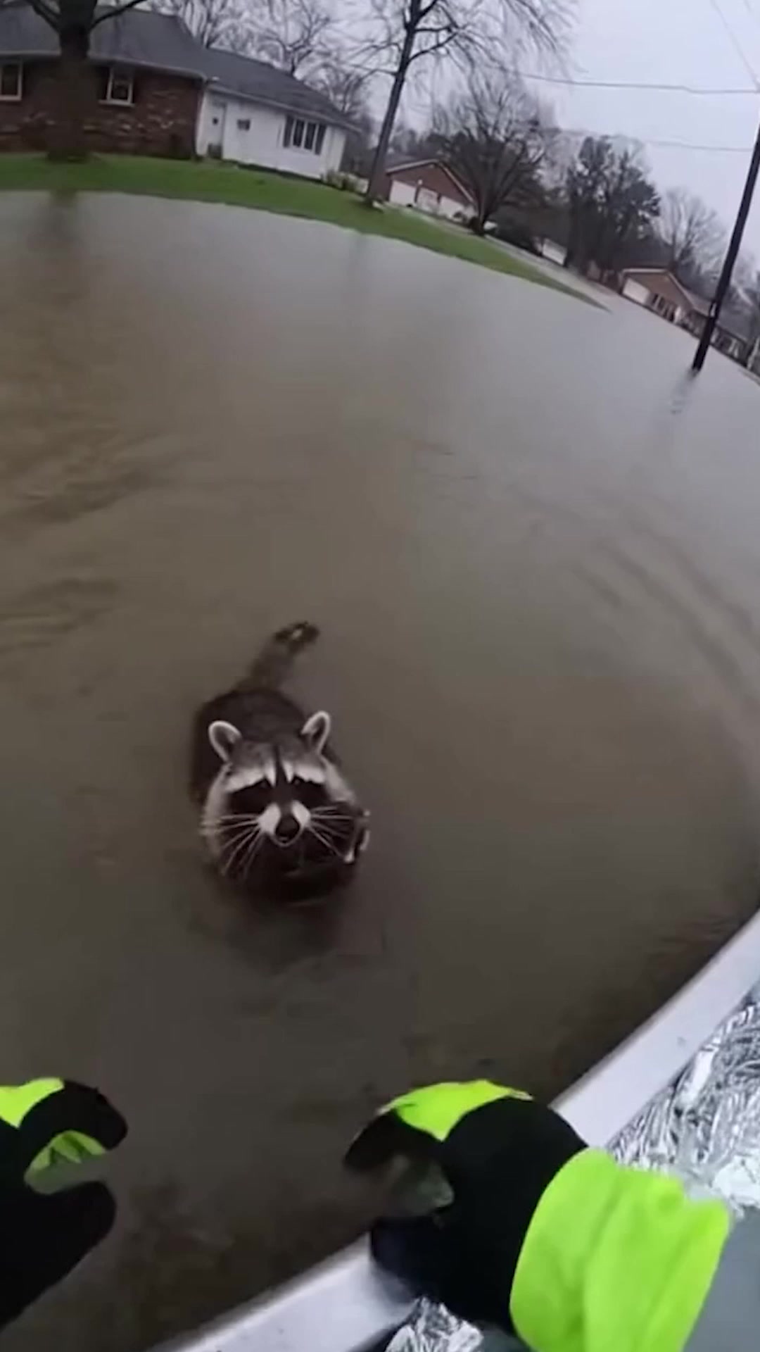 The Look On This Raccoon's Face After Being Rescued From A Flood Is ...