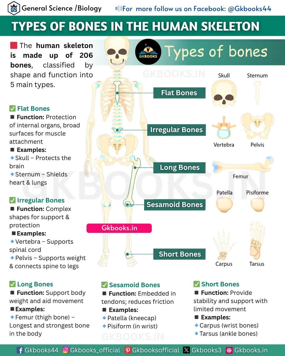Types of Bones in the Human Skeleton #typesofbone #humanskeletalsystem ...