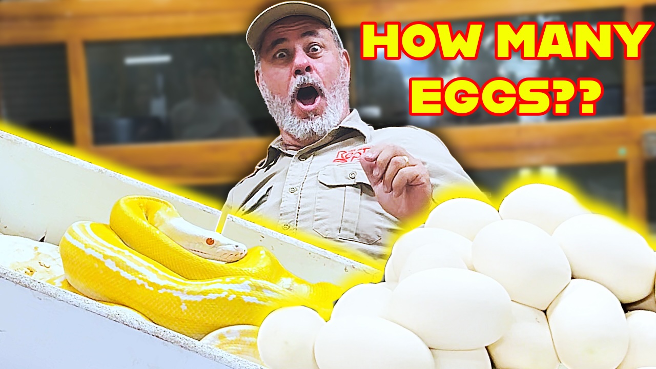 I never expected this reaction from a giant momma python! 😳 In today’s ...