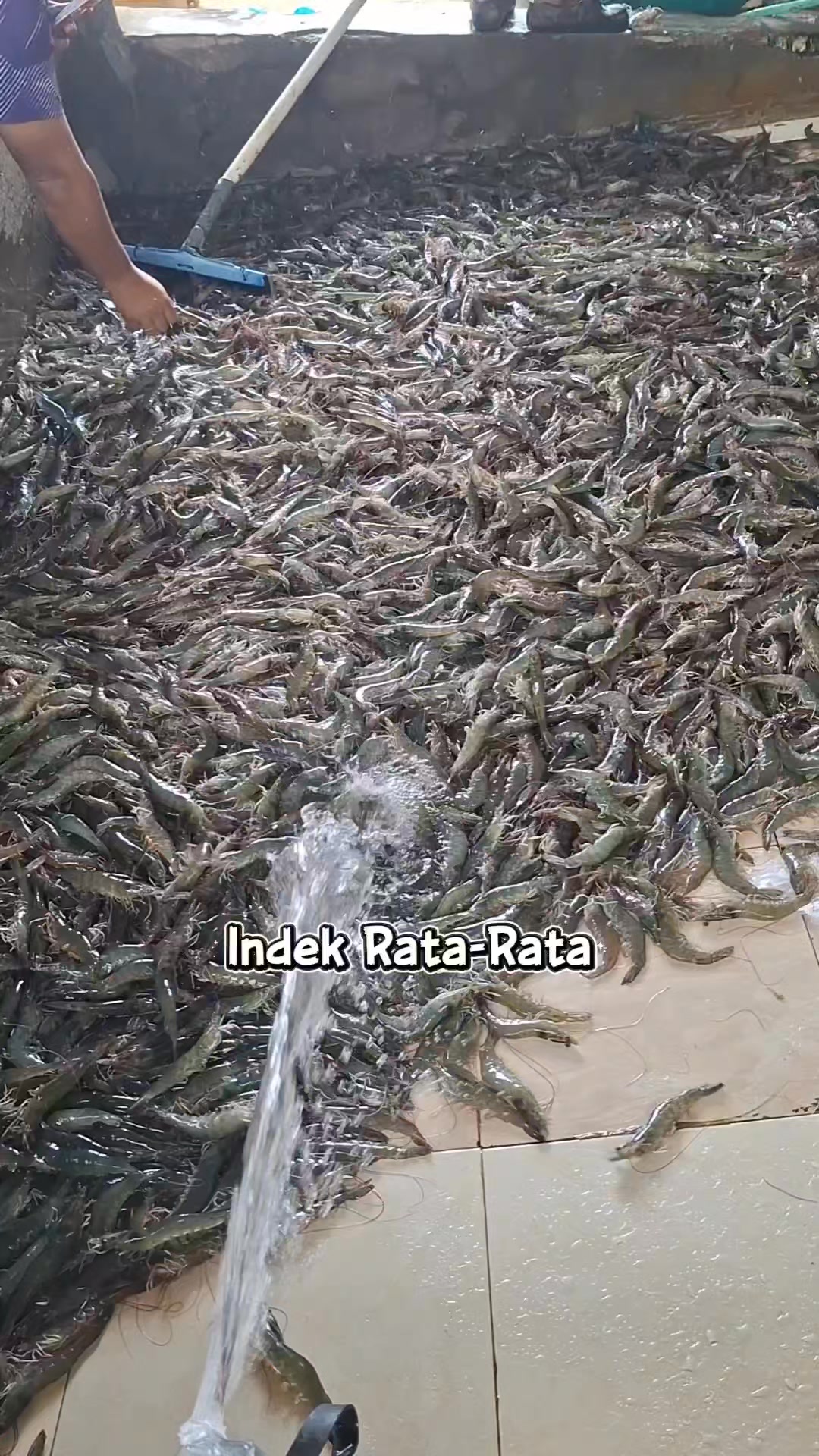 Nilai rata-rata indek pakan hanya untuk mempermudah penghitungan saja ...