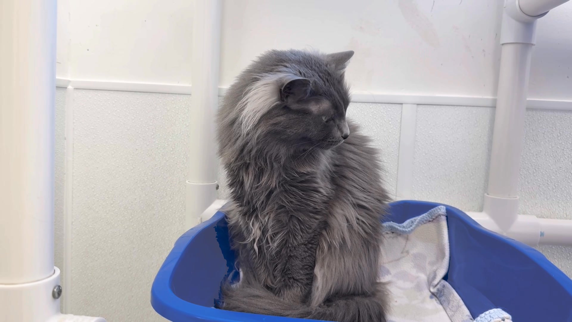 Meet Lucy! This beautiful 2.5-year-old grey girl is bursting with ...