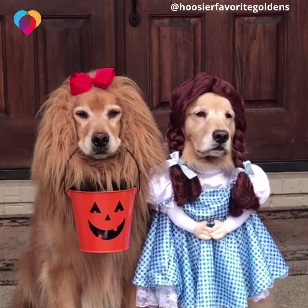 JUST PERFECT! Don't let these stoic Golden Retrievers fool you – they are thrilled to be dressed up as Dorothy and the Cowardly Lion from 