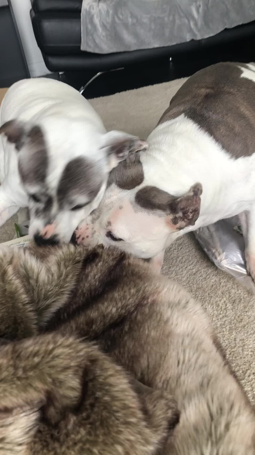 The girls were beside themselves opening up the presents that Ice the ...