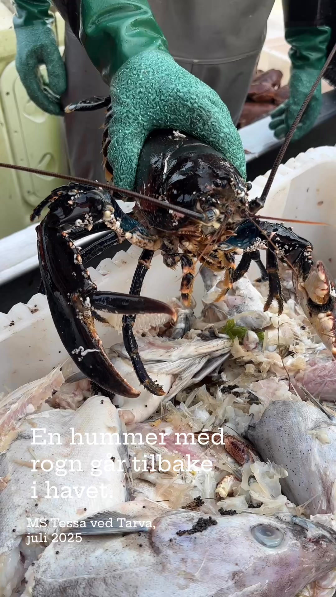 En hummer med rogn går tilbake i havet ved Tarva. | Hitramat AS | Facebook