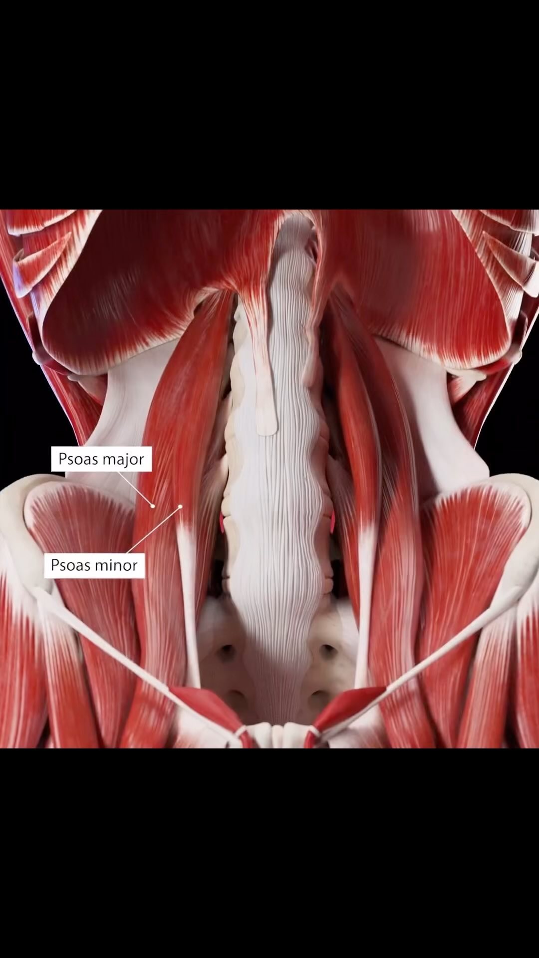 Beautiful demo and illustration of the deeper pelvic muscles, put ...