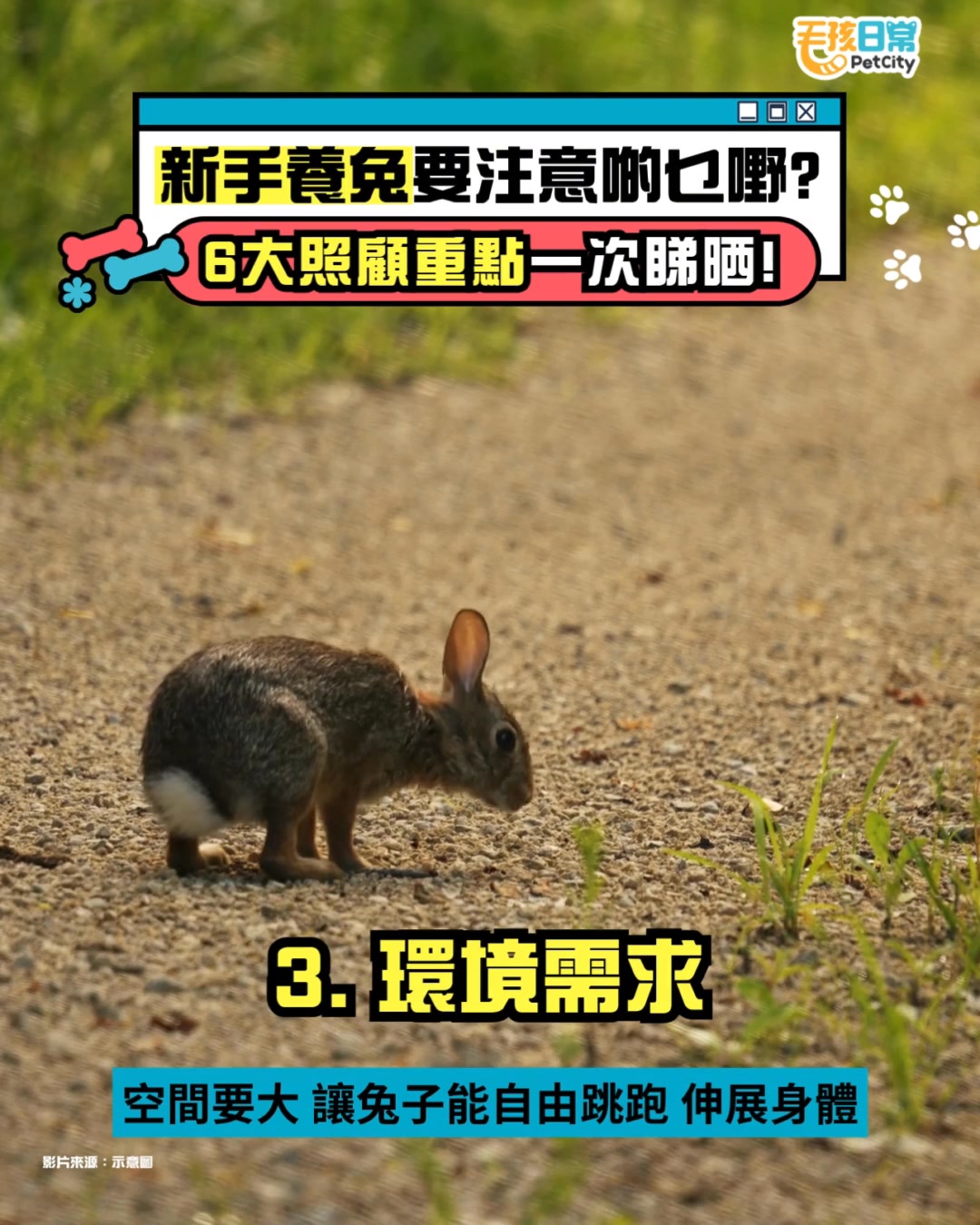 🐰養兔唔簡單！ 唔只得紅蘿蔔咁簡單～兔仔要食得啱、郁得夠、住得乾淨又要有安全感，連抱都要學識先得！ 🧼🍃 運動、環境、日常觀察全部都唔可以忽略 ...