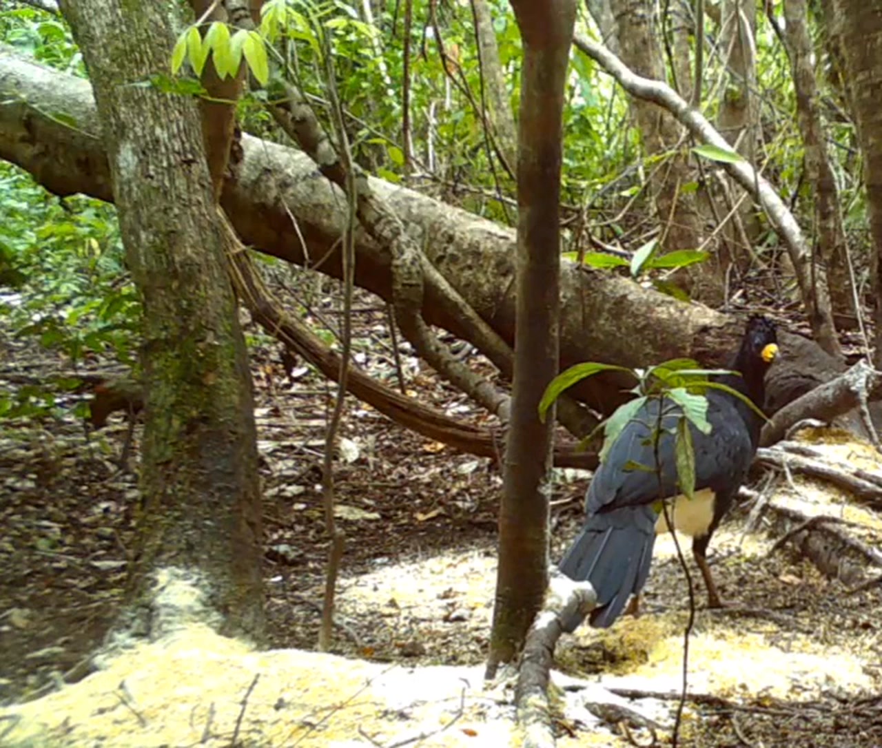 Cutia e mutum cavalo #animaleavesilvestre Ambos da nossa fauna | Oneir ...