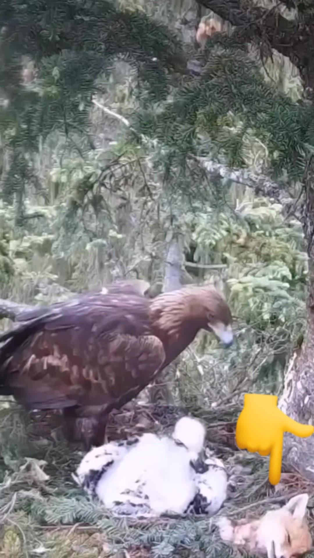 This is the power of golden eagle #Amazing #power | Pakistani falcons ...