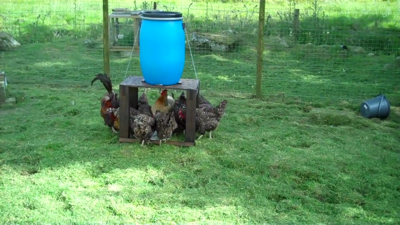 Trigger Happy Chickens automatic chicken feeder