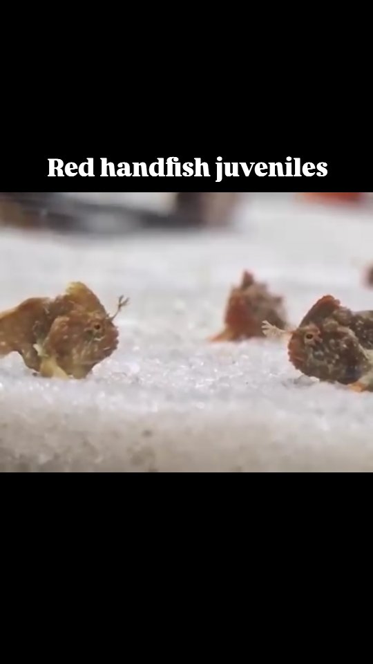 The most adorable little greeting 🥹🤗 This pair of red handfish ...