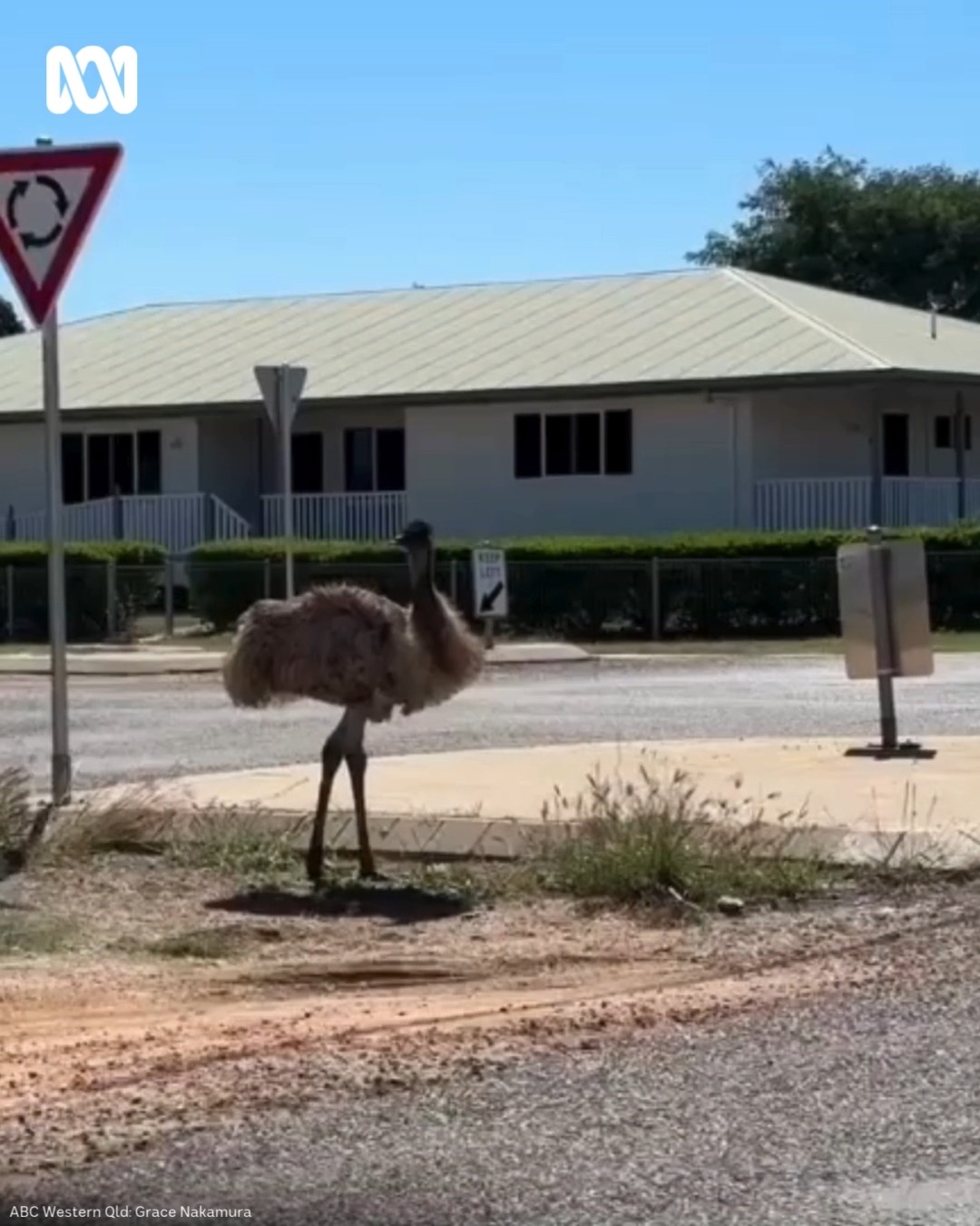 🙌 The emus are back in Longreach! 👀 They were spotted having a gander ...