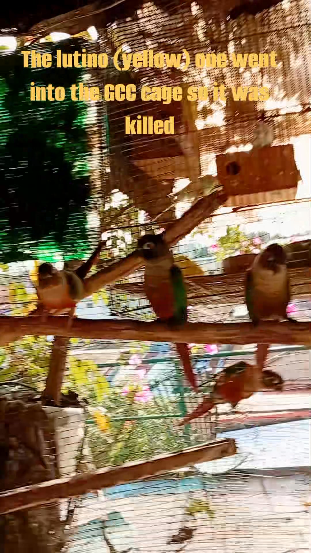 Africanlovebird Creamino Everyoneシ Highlight Story Follow Photo Inspiration