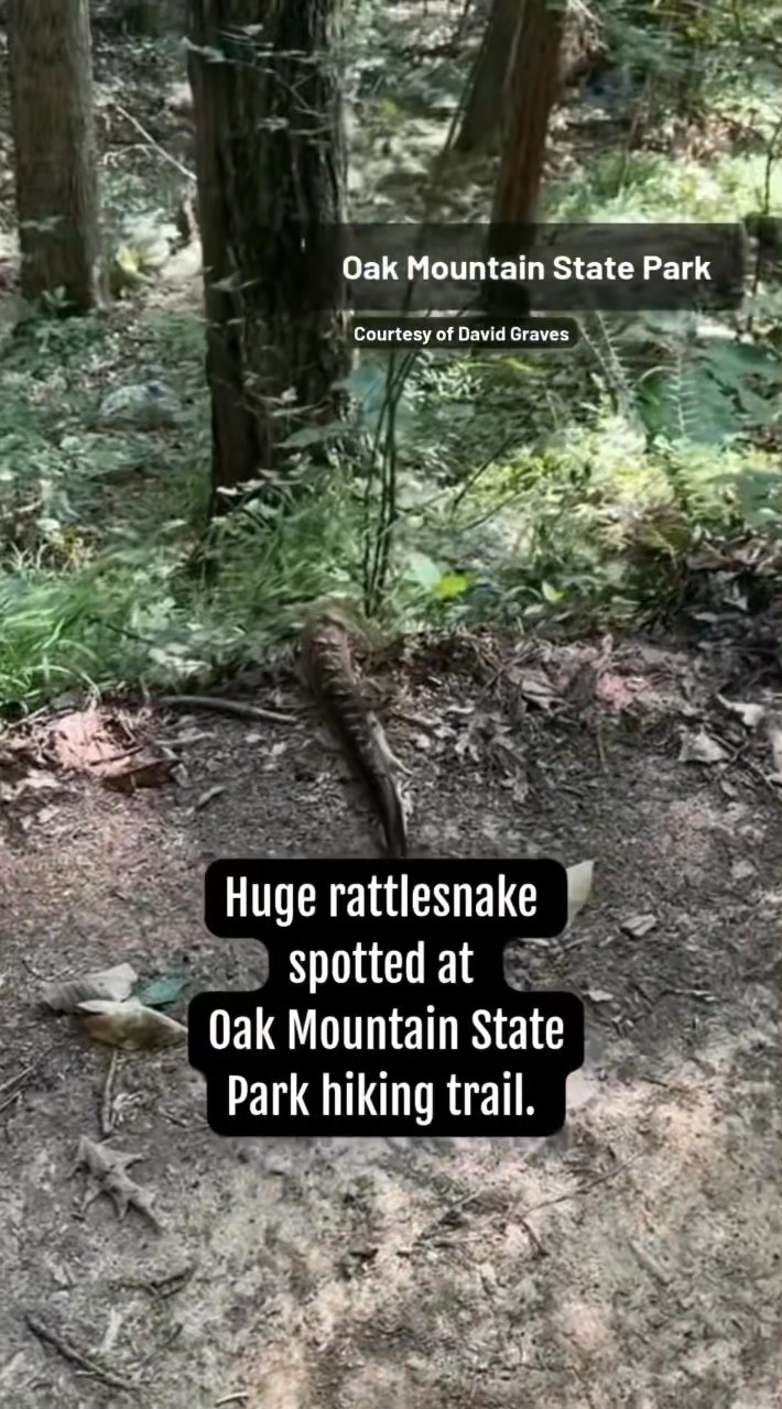 Check out this healthy timber rattlesnake that was encountered by David ...