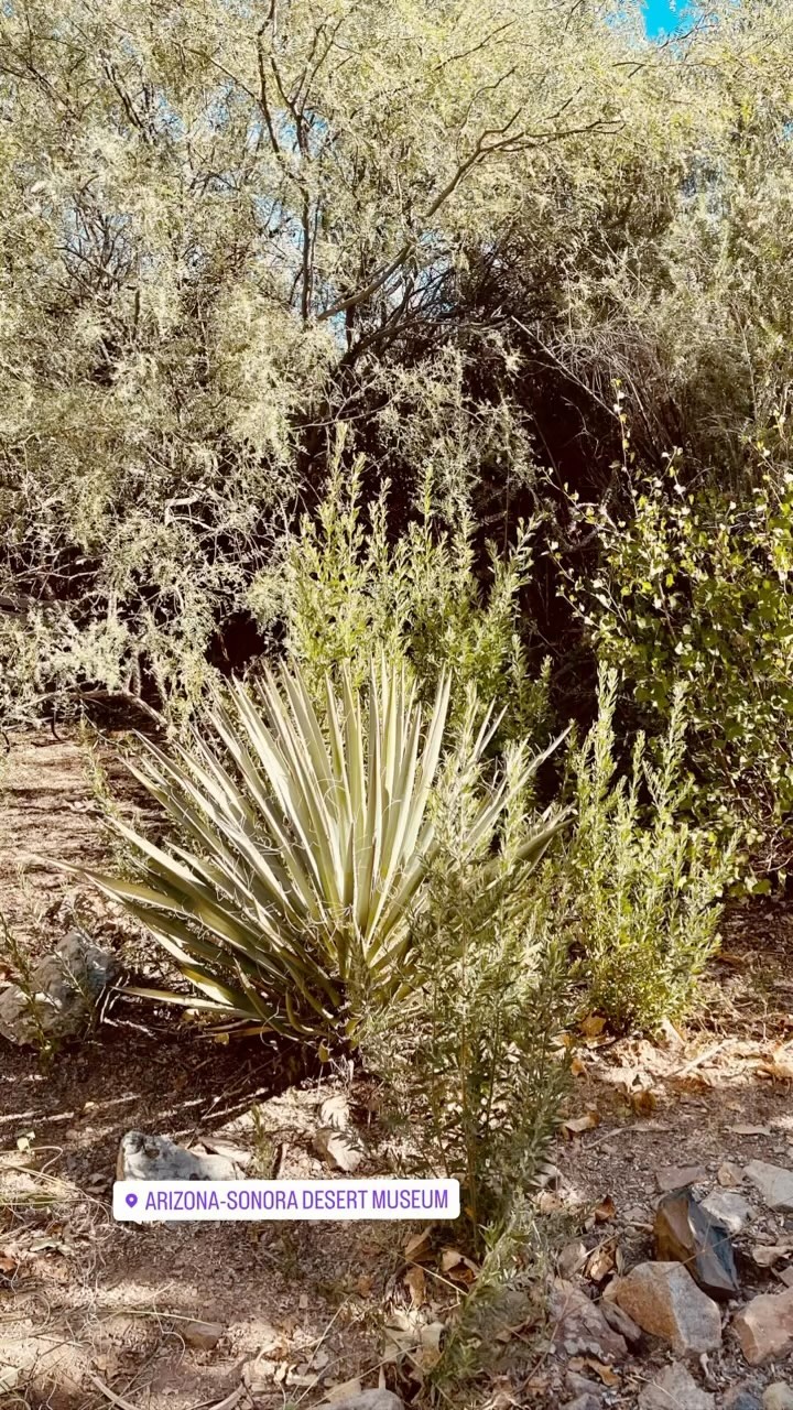 Third Spring Landscape Design, LLC