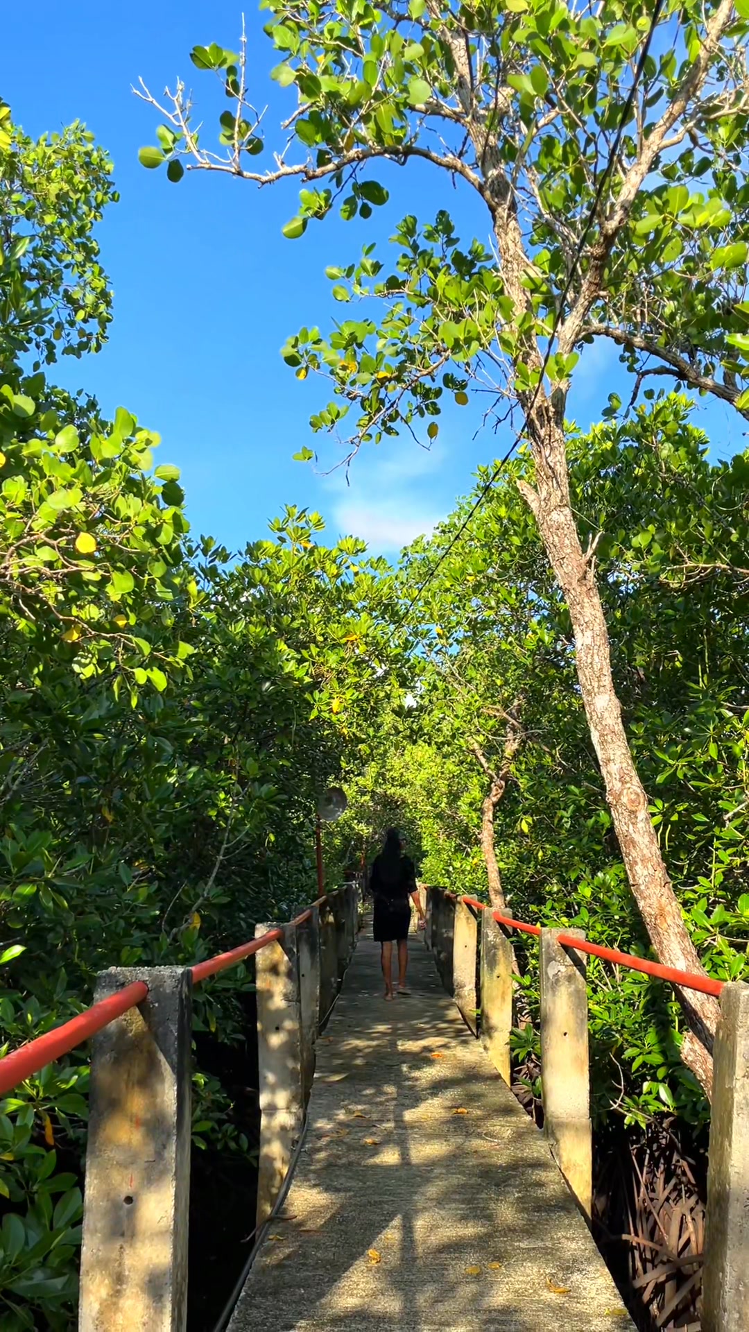 Anislag, Maribojoc #fbreelsfypシ゚ #sunsetvibes #mangroves | Susan ...