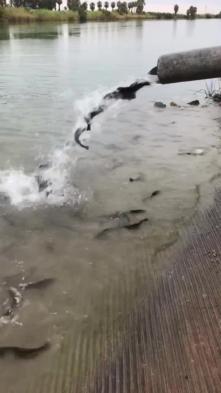 Trout are here!!! 🙌🏽🎣 Sunbeam Lake County Park Thank you @Luis Pacheco ...