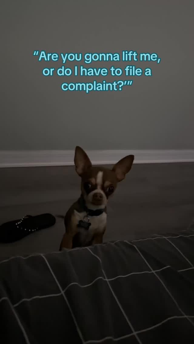 Only Paws Fans on Reels | Facebook
