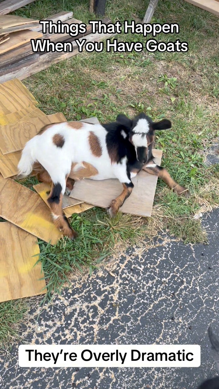 Things that happen when you have goats…Our goats may cause constant ...