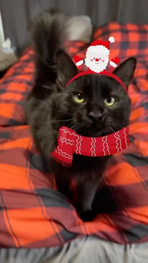 cats dressed for christmas Kitty got a Makeover!! https://youtu.be/TM0G780g30w size:22 Black Satin A-line V-neck Cocktail Parties Elf costume