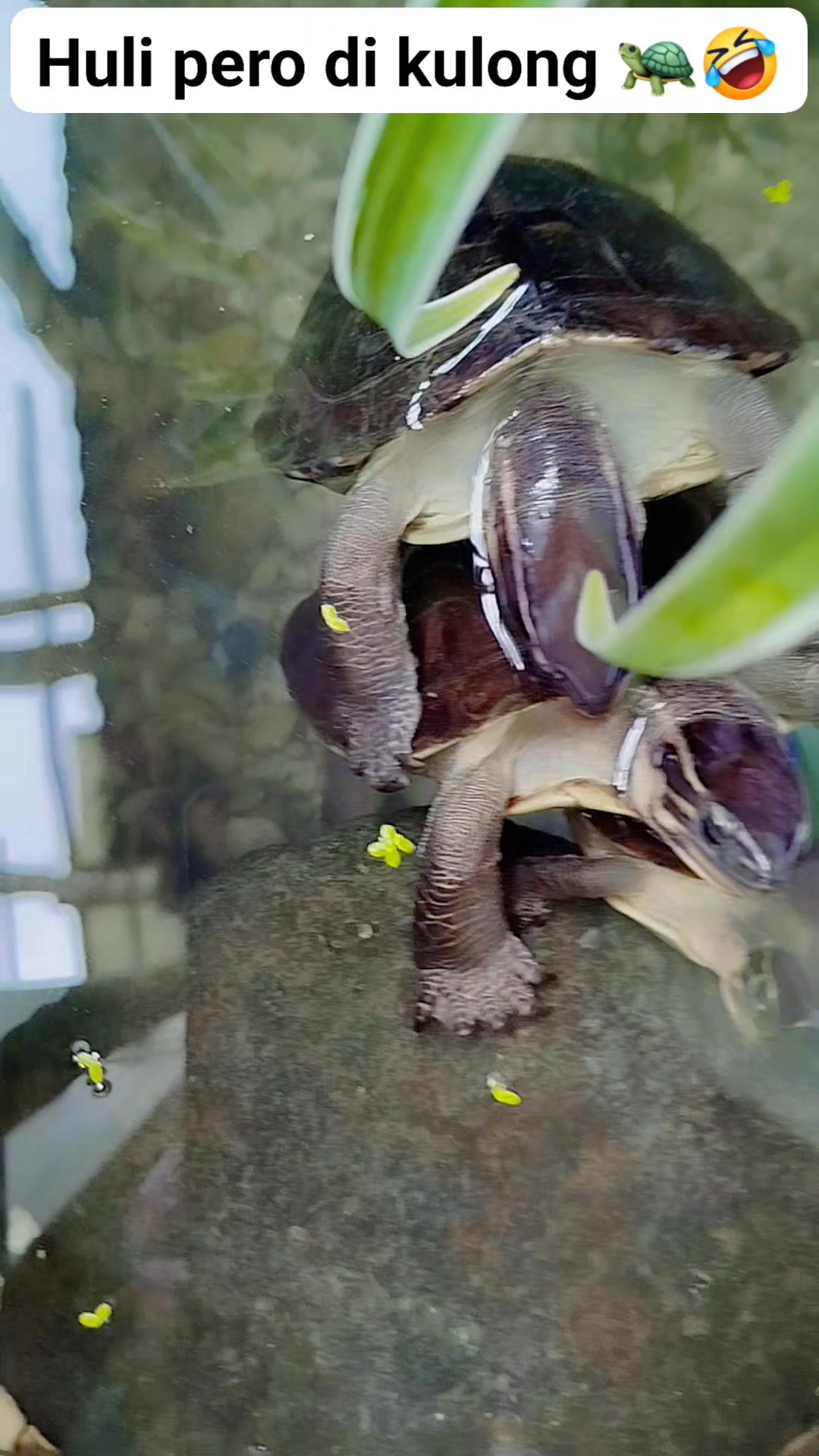 Huli pero di kulong 🐢🤣 #turtles | Jomer Carl Raba