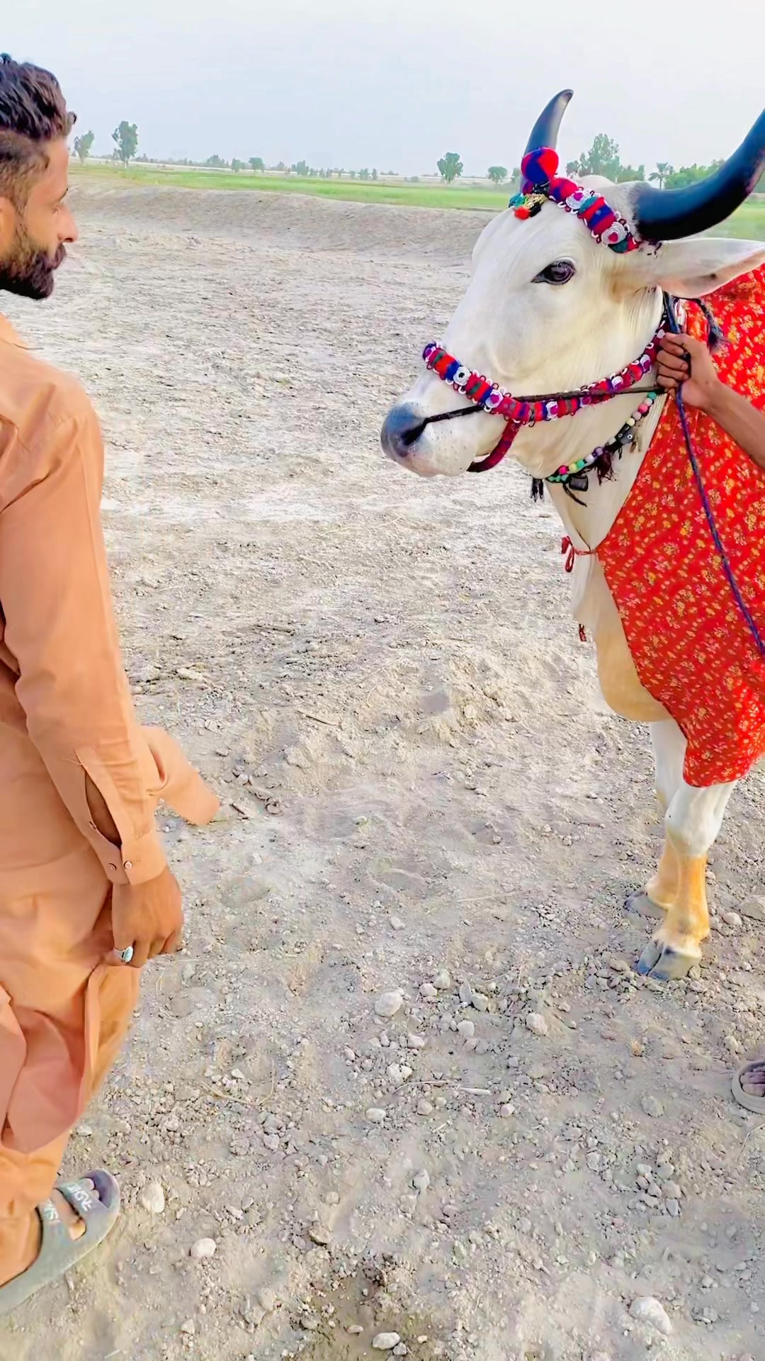 @top fans | ShafQuat Ali and bulls video | Facebook