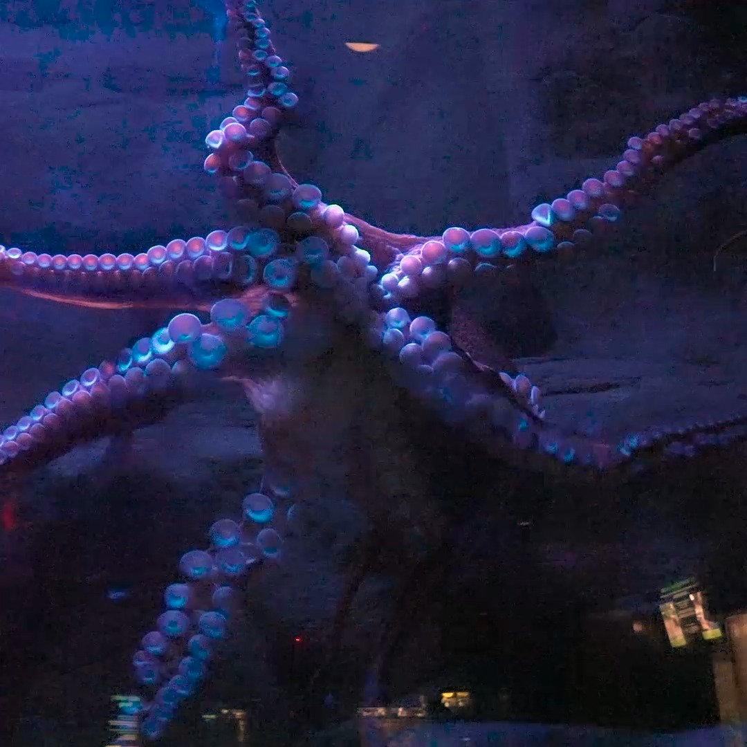 Wednesday Wisdom - Giant Pacific Octopus Edition: 🐙 Each of Flurry's ...