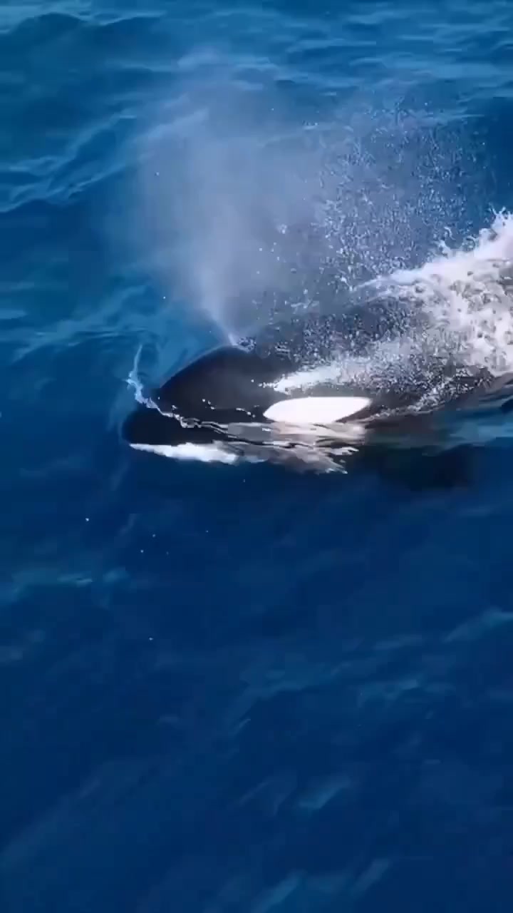 the orcha whale, the ruler of the sea, chases its prey🐳 #pausorcha # ...