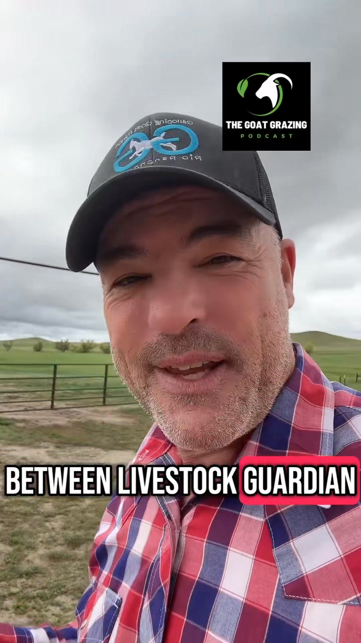 10,000 Goats and Sheep in a Targeted Goat Grazing business. Listen to ...