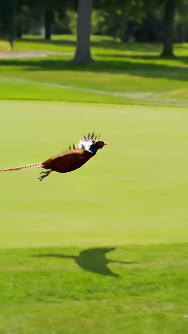 Pheasant Ridge Golf Club | Gibsonia PA