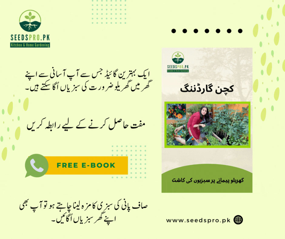 SeedsPro.pk | Lahore