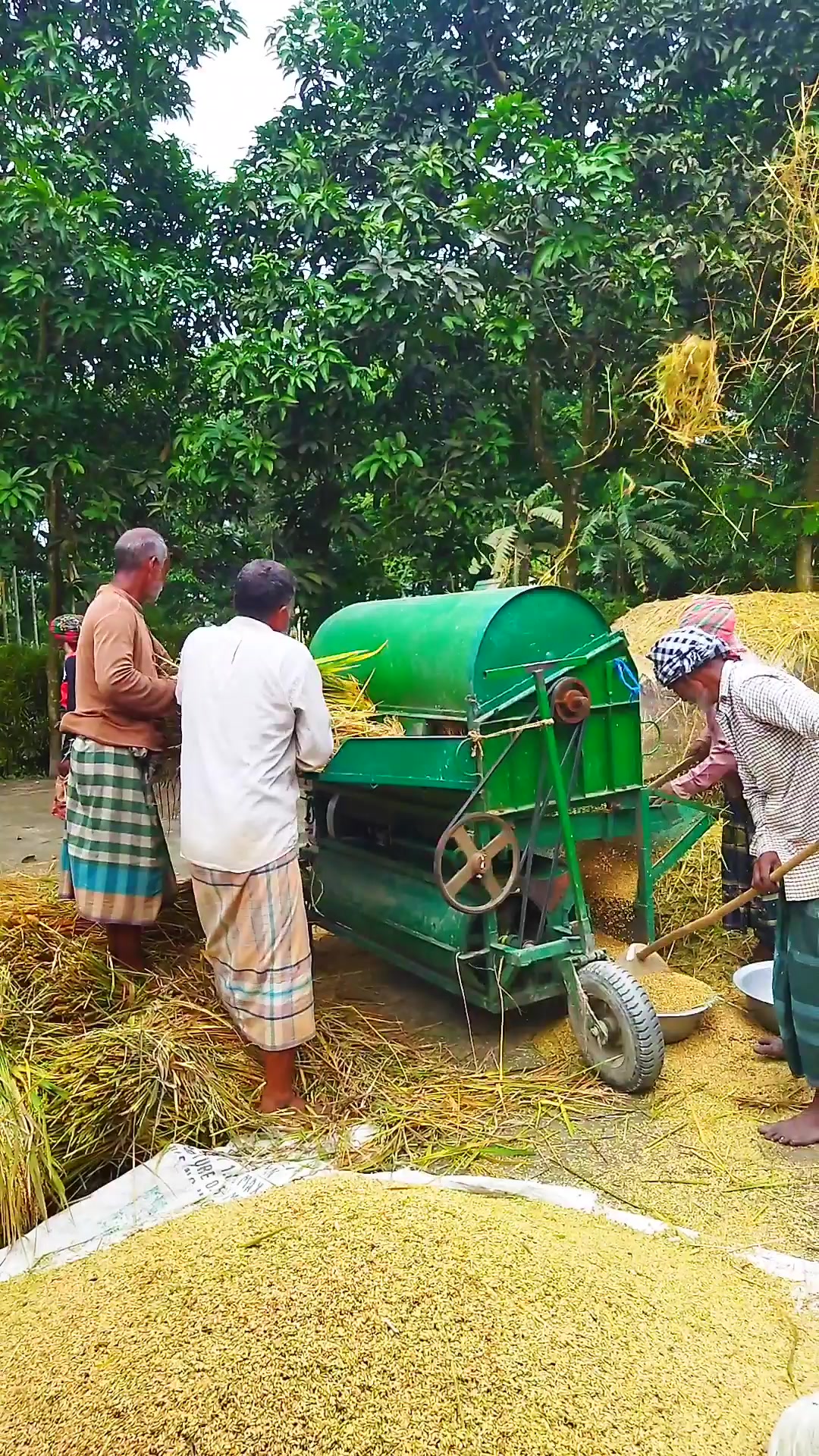 গ্রাম বাংলার ধান মাড়াই করার মনোমুগ্ধকর দৃশ্য। #farmlife #agriculture # ...
