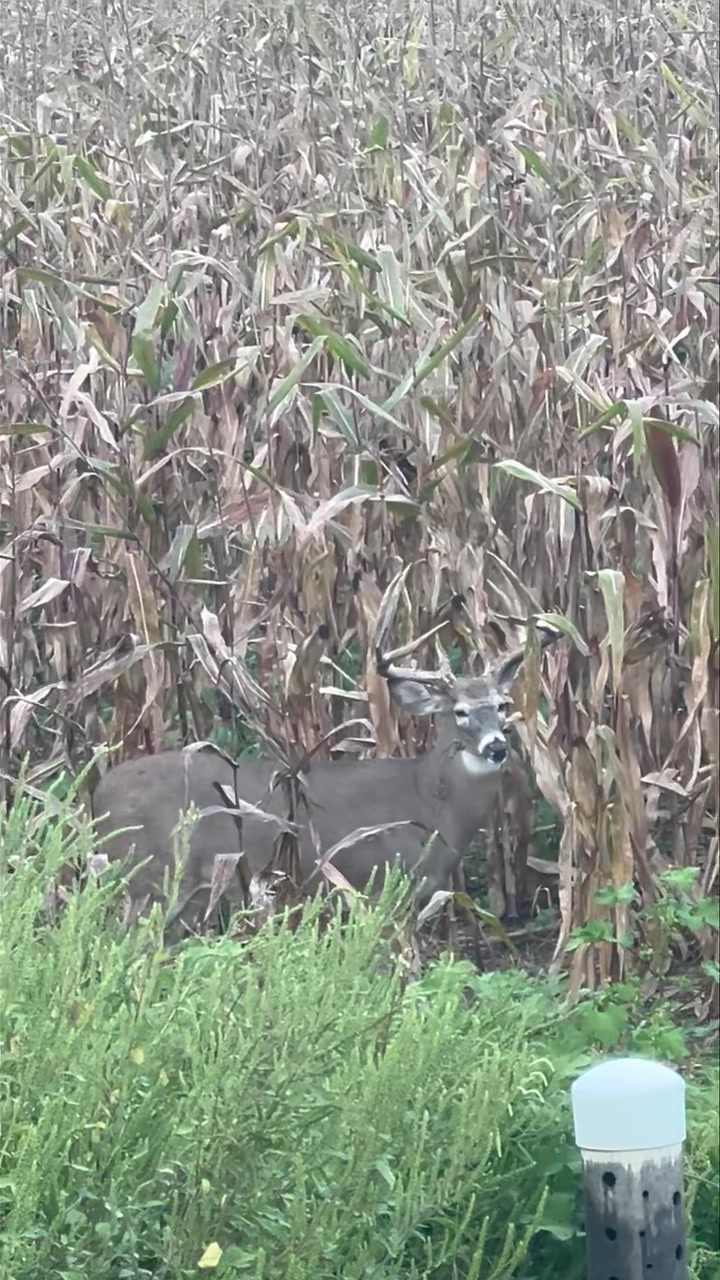 Look at this beautiful buck #hunting #huntingseason | Cedar Ridge ...