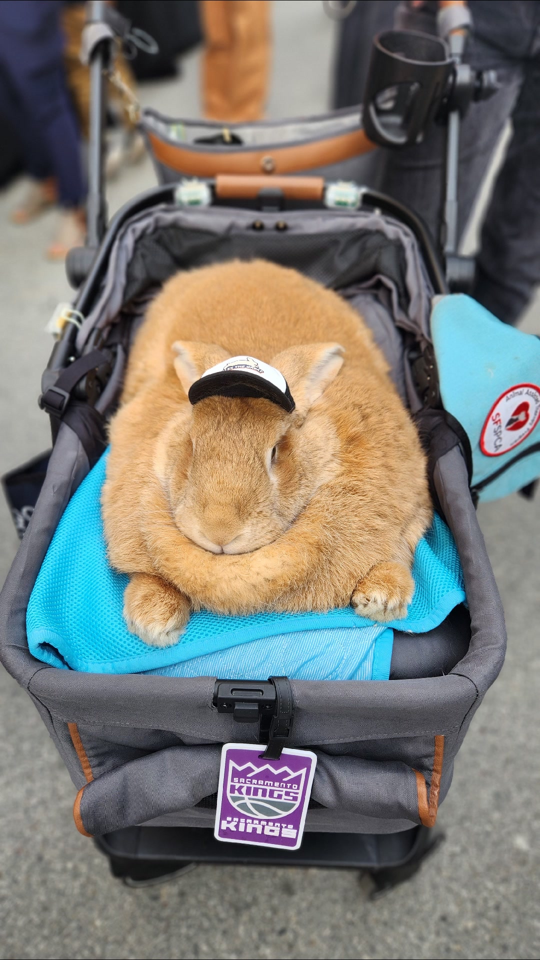 GAHHH!!! A rabbit celebrity sighting! Alex the Great is a local icon ...