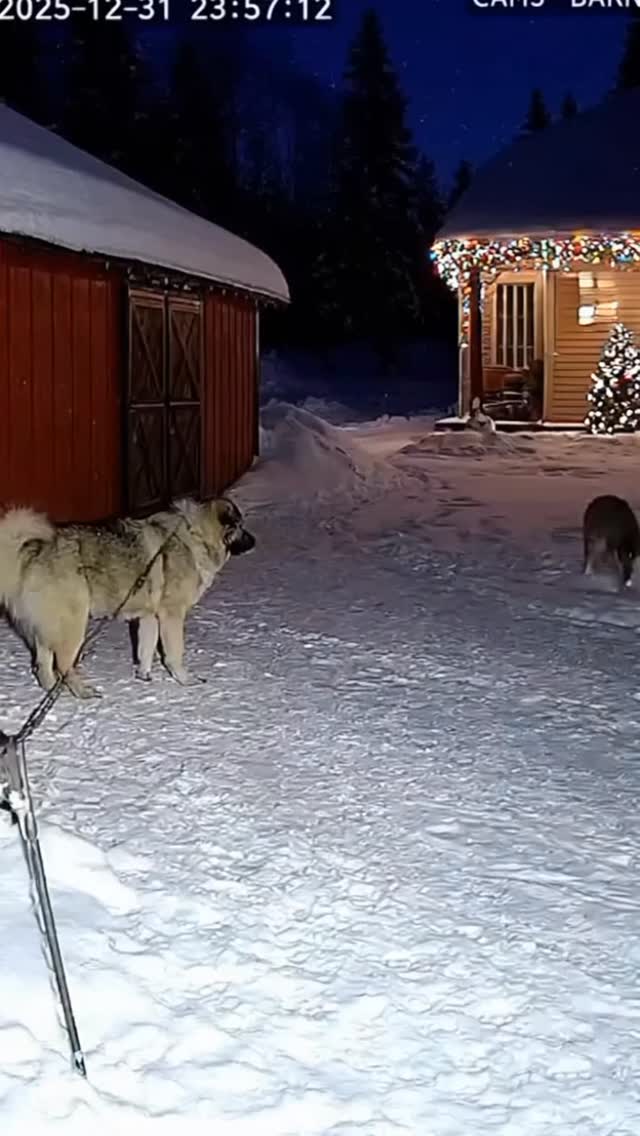 Security footage shows a wolf creeping toward the barn in the snow. My ...