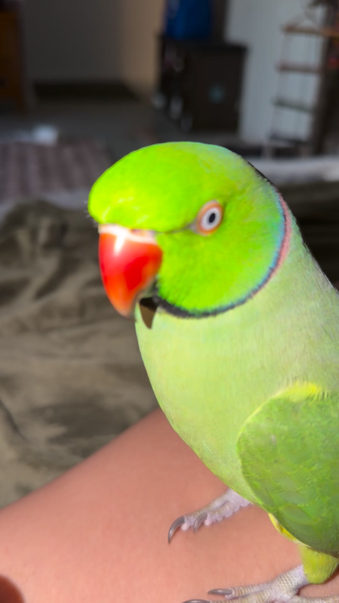 #Smart #food #baby #love #pet #animals #buddy #parrot | Samantha Sims ...