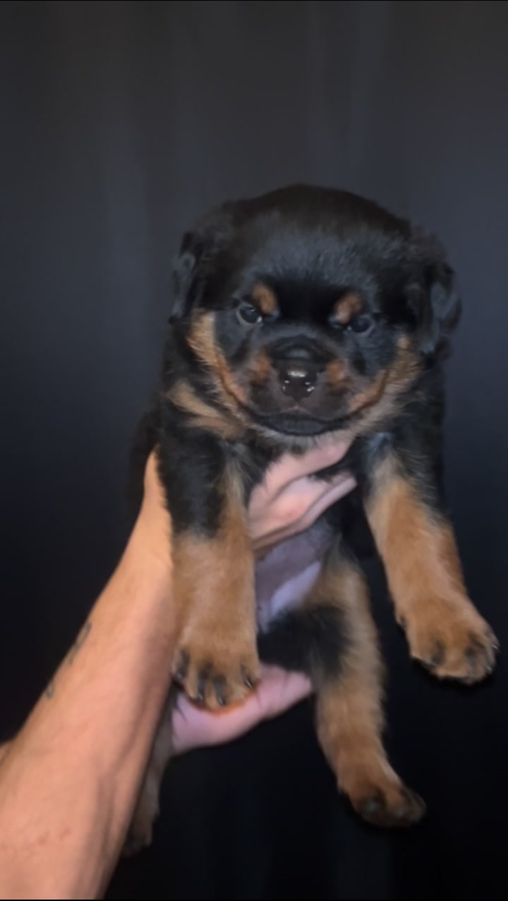 Baby girl now known as Azurilus von der Musikstadt 36 days old from my ...
