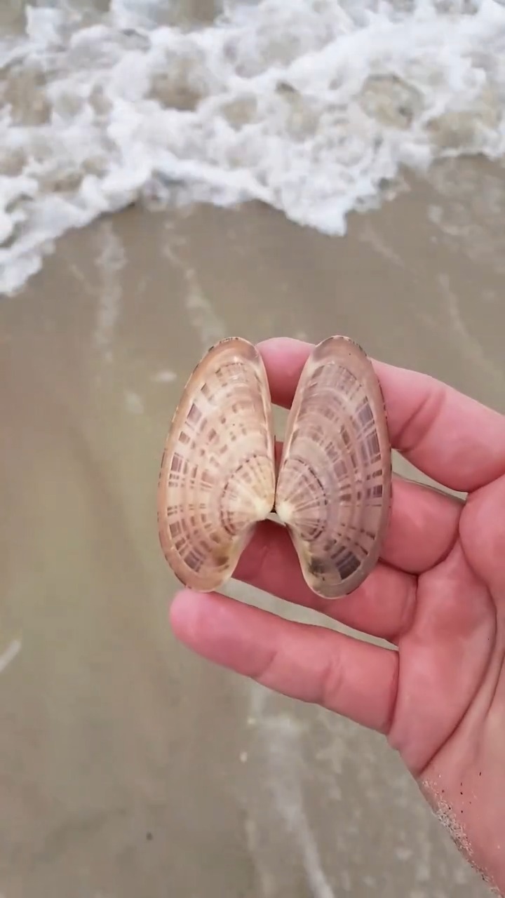 One of the best beachcombing experiences on the Crystal Coast is ...
