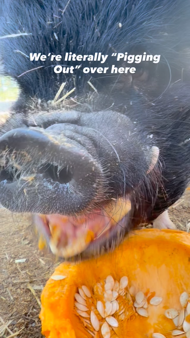 Who doesn’t love the sound of animals munching?! This is the cutest ...