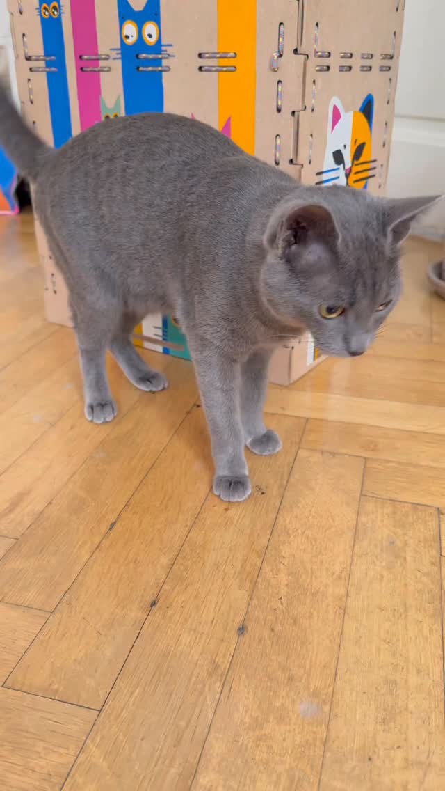 Your cat is bored? 😿 Try this fun hunting game 🎯🐭 Keep your kitty ...