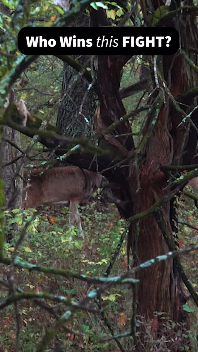Two big whitetail bucks duke it out.... - The Hunting Public | Facebook