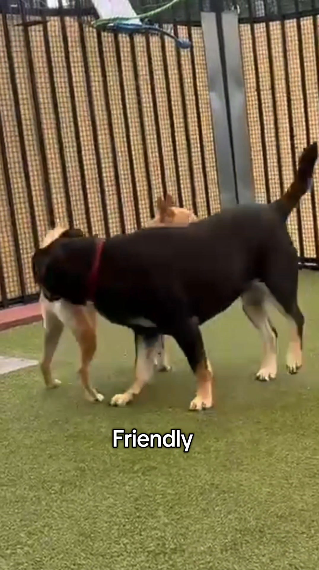 Jasmine has been doing amazing in foster and is ready for her forever ...