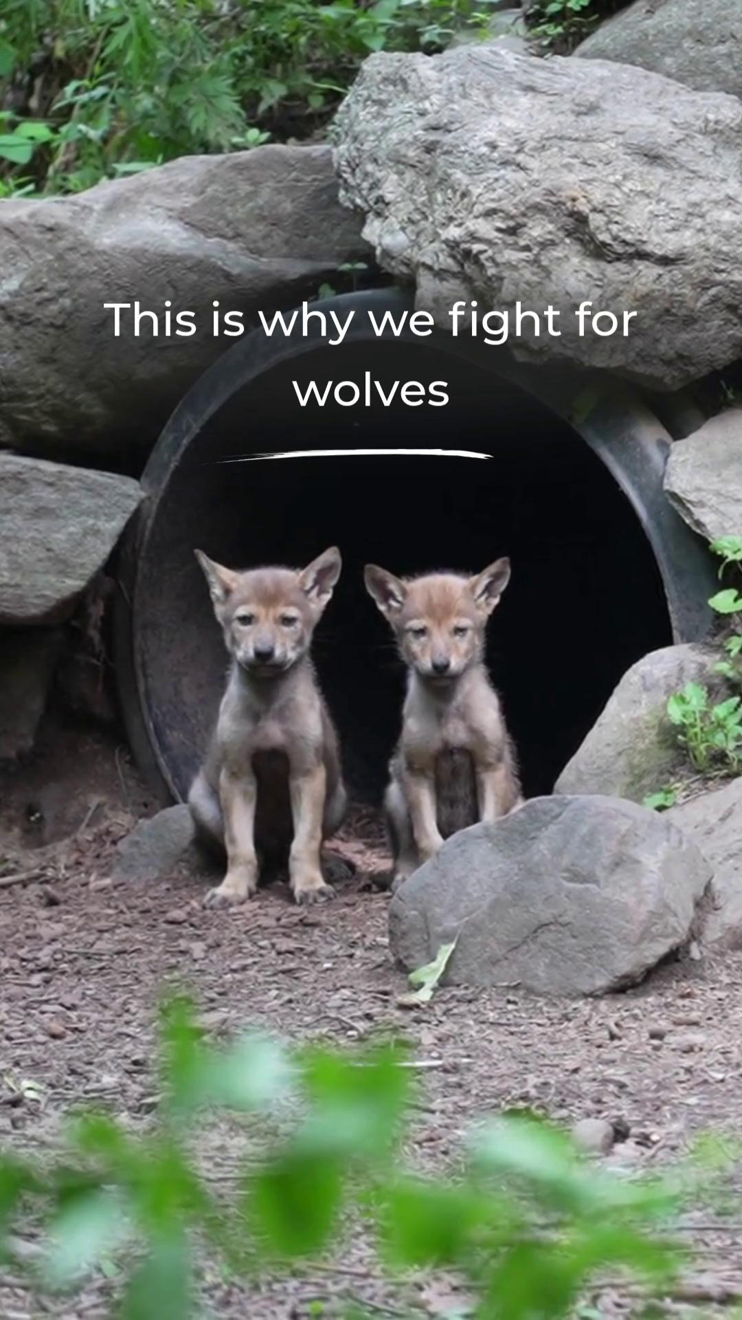 In a much-needed WIN for wolves, a federal judge yesterday overturned ...