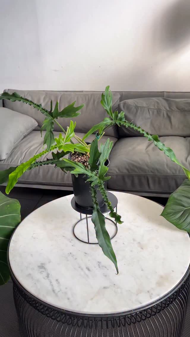 Our award-winning Philodendron 'Belle Isle' can now be a part of