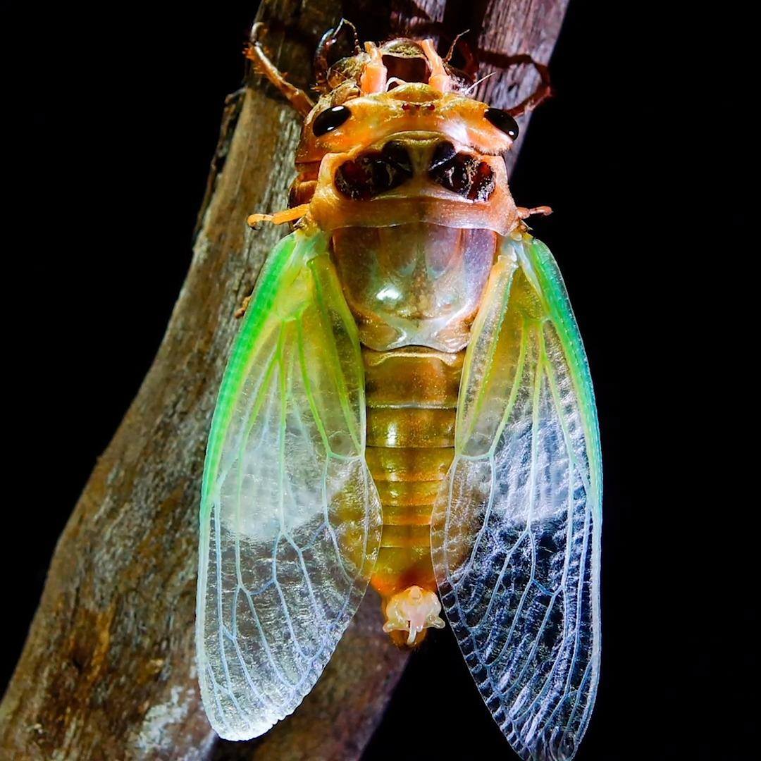 Science Channel - Korean blockish cicada | Wildlife Wednesday