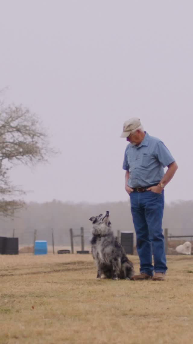 Is there anything farm dogs can’t do? Rounding up livestock, chasing ...