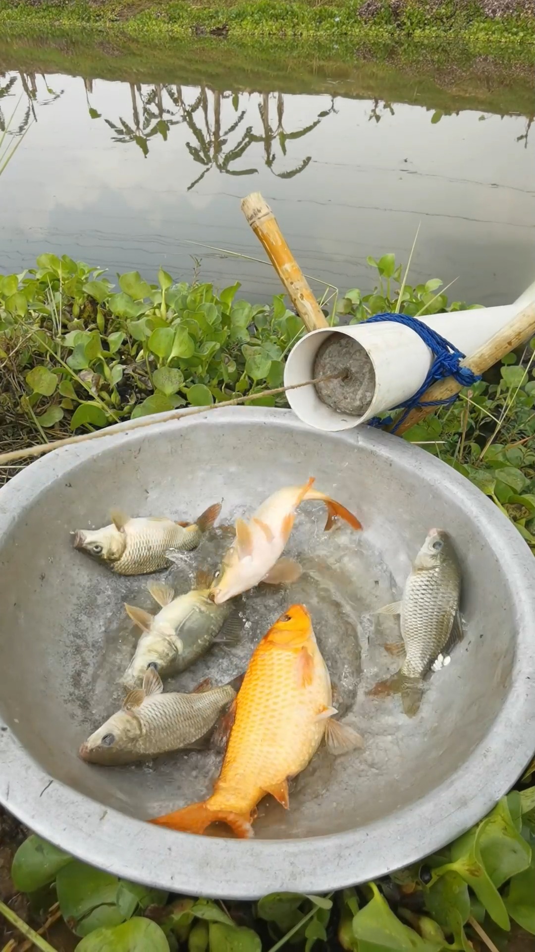 Most İnteresting pvc pipe Fishing Technique #reels #fish #fishinglife # ...